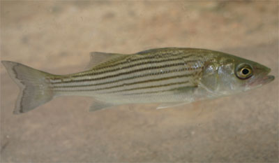 Striped bass.jpg